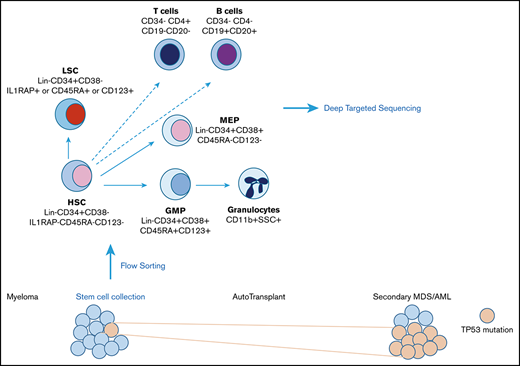 ASH_hematology's tweet photo. Stem cell mutations can be detected in myeloma patients years before onset of secondary #leukemias https://t.co/Iqe0pB9mig @BloodAdvances #leusm https://t.co/jGZ0EcyRFJ