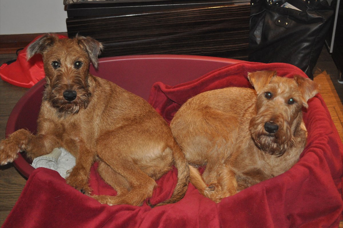 Reilly and Alfie all ready for bedtime 💤🍀

#vanleeuwenirishterrier #vanleeuwenirishterriers #bedtime #ChristmasIsComing #sleepover #dogsoftwitter #dogsofinstagram #Christmas2019 #irishterrier #irishterriers