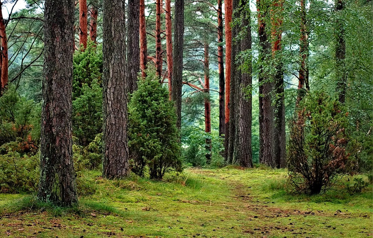 Cryptozoology_'s tweet photo. Marine Says he Saw ‘Bigfoot’ in Connecticut - https://t.co/7uVOJIFVgV #bigfoot #sighting #sasquatch #strangenews https://t.co/9nokDObOVw