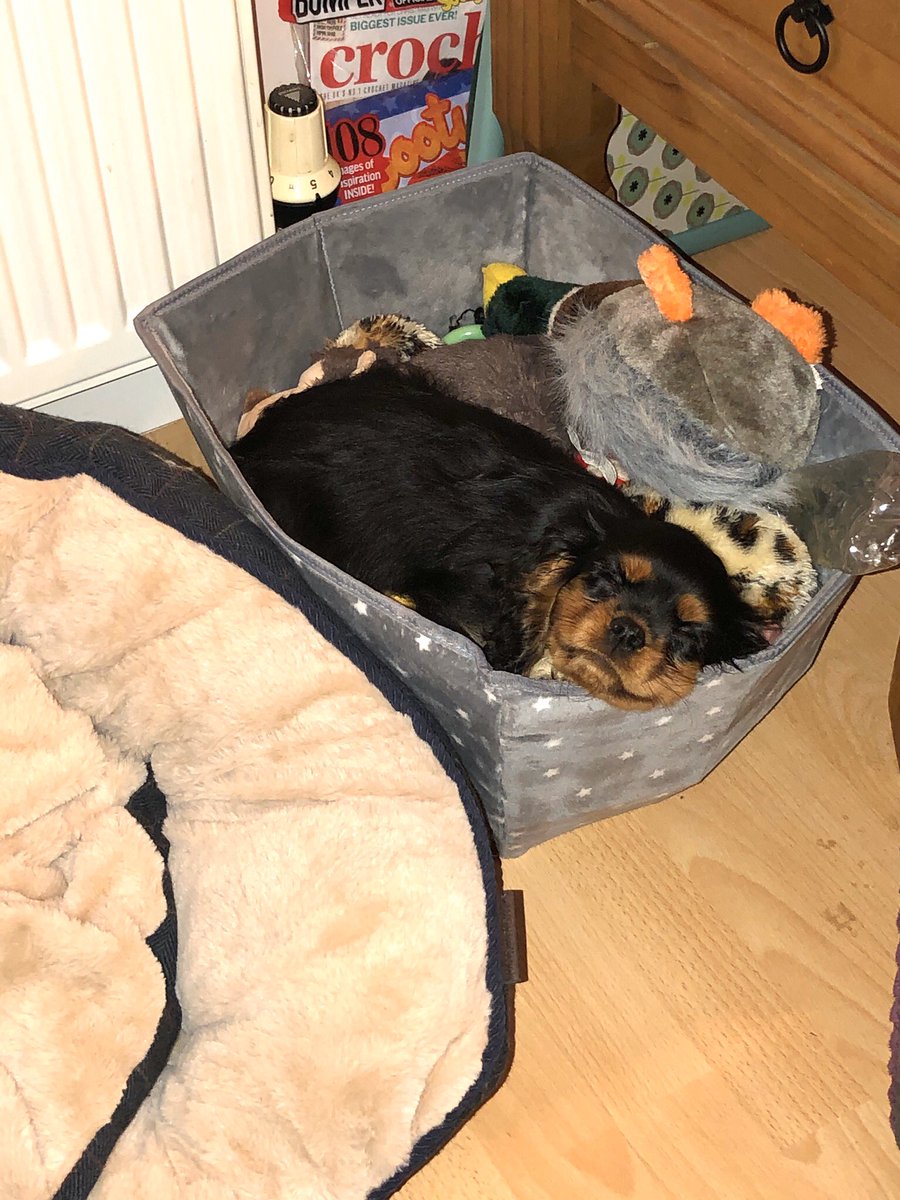 HeidiCavalier's tweet photo. Brofur Draven is such a lightweight! 💖🐾 https://t.co/NcqSIK08iN