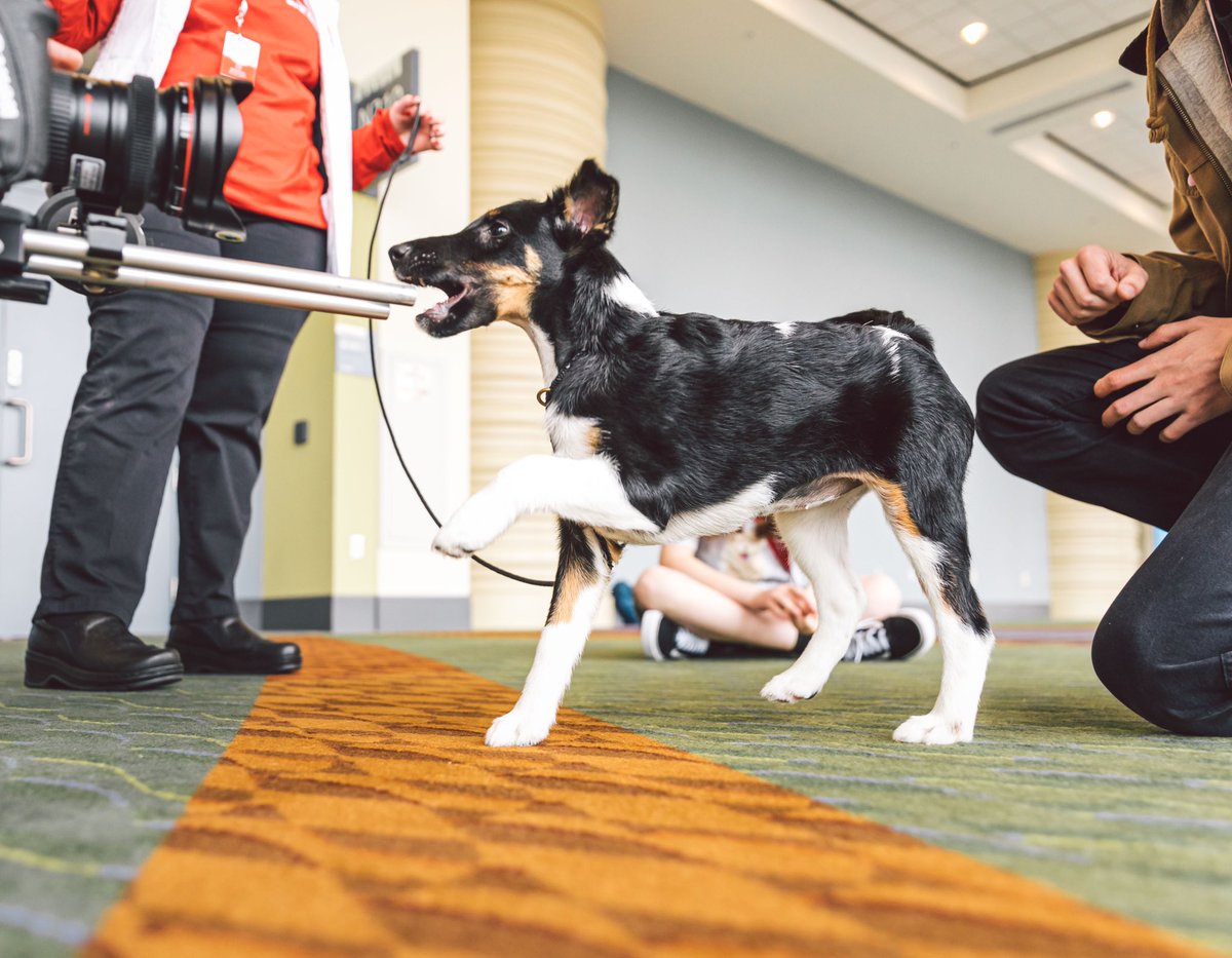 This is Elvira. She’s never been on camera before. Really enjoying all the pawblicity. 13/10 #RoyalCaninPuppies