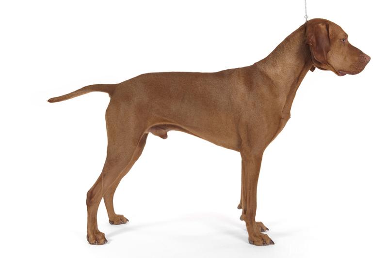 RavenwoodVet's tweet photo. Breed Profile: VIZSLA *Area of Origin: Hungary *Date of Origin: Middle Ages *Original Function: pointing, falconry #dog https://t.co/YbryU58GXV