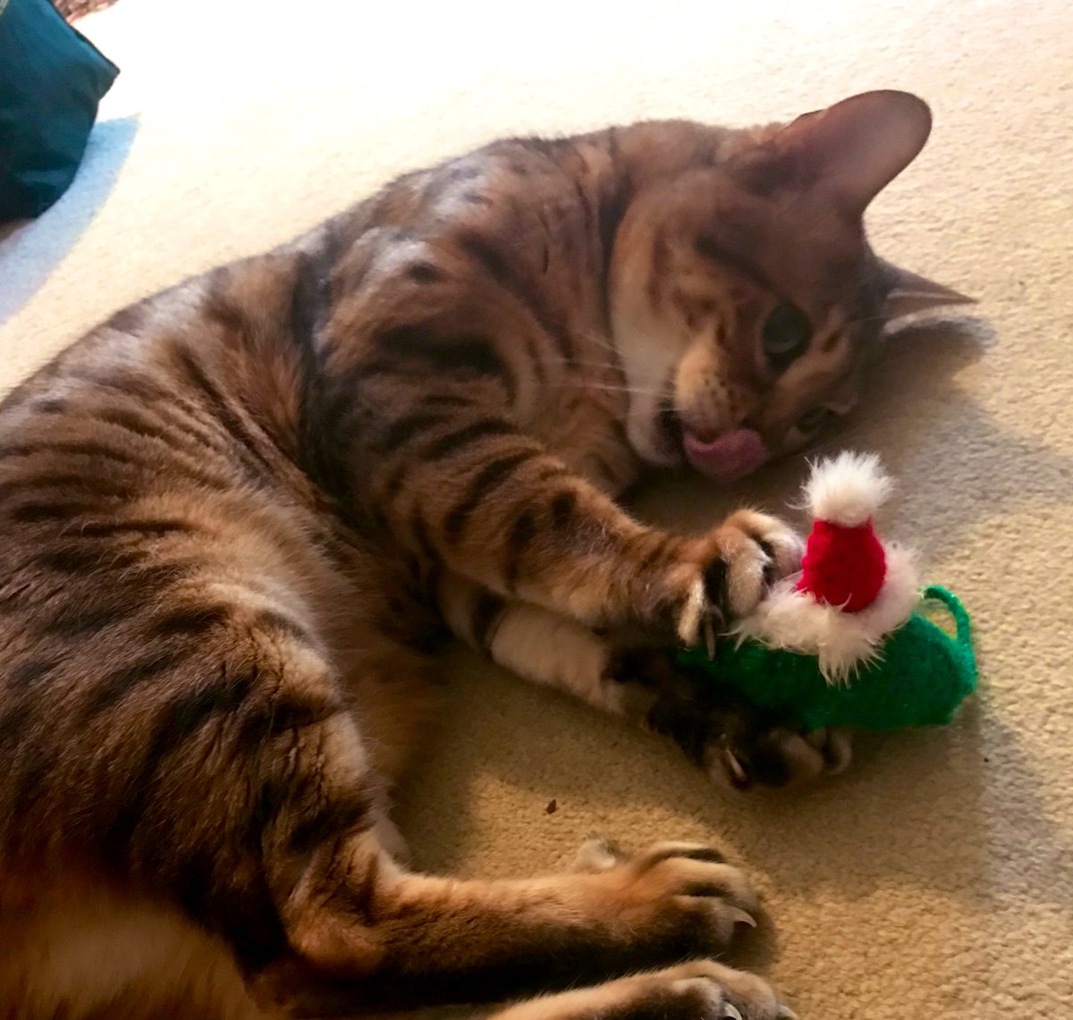 Archie_Puss's tweet photo. Couldn’t wait to give my Christmas gift to Auntie Tamina. I’m such a generous kitty, I gave her an @frisky9 mouse surprise! Being human she asked me to look after it. With love to @SPANAcharity and thanks to the Frisky Army for their hard work ❤️ #friskylove #catnipchristmas https://t.co/kzoutLu2Uw