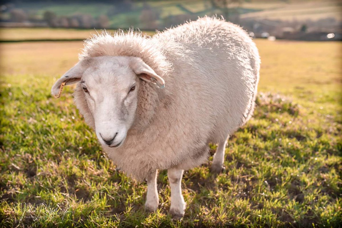 JRJ_Photo's tweet photo. @OurCowMolly @cabinsheffield We will have to pay them a visit. Here is another one of Lamb Lamb. https://t.co/aEjVcEPEp4
