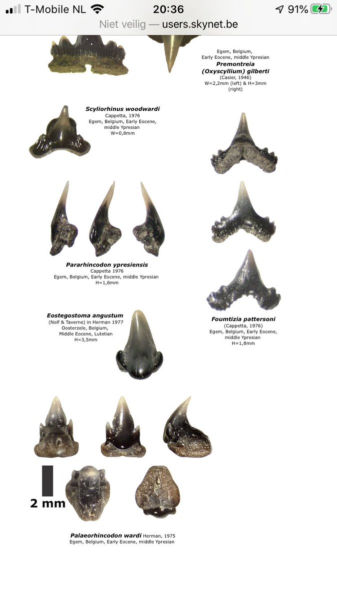 Hesters Rariteitenkabinet tweet media
