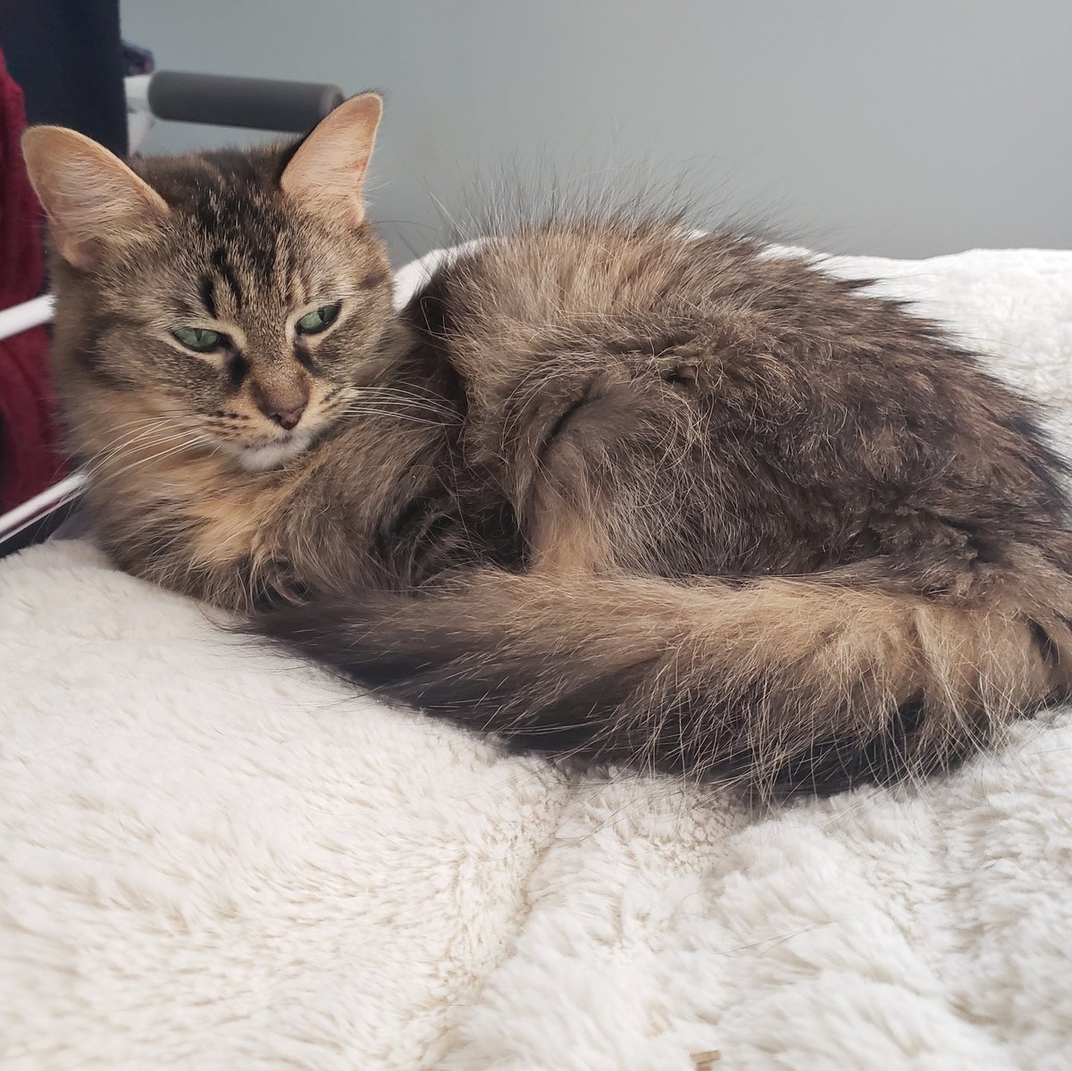 JesseLeduc's tweet image. #Jayne #Rockingit #Miss #Attitude #Style #Eh ! ❤ #LaGrandeFille  #Cat #Daughter #LeDuCats