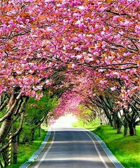 Salem7_Juhani7's tweet photo. بالأرض  جنه كان   حظك كسبها
محدودتا. مابين ظلعين.   ونفود

من  فوقها   عينا   كثيفا.  هدبها
لا سلهمت تفتتك برموشها السود

كنك   شجاع. وعارفن وش طلبها
سحابة هلت. . بها برق     ورعود

وكنك   غشيم  ابعد ولا    تقتربها
ماكل من يقنص يابا يجيبله فود
#سالم https://t.co/izQFOZxj5w