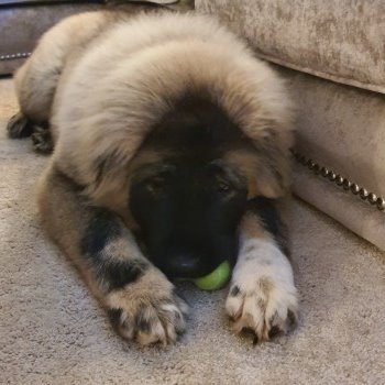 🆘CINDER #Lost #ScanMe Caucasian Shepherd #PUPPY Female
#Broughton #Preston #Lancashire #PR3
Please contact me she will be scared as she is only a puppy and is scared of loud noises even though she is big. 
☎️07920836579/ 07366666123
 doglost.co.uk/dog-blog.php?d…