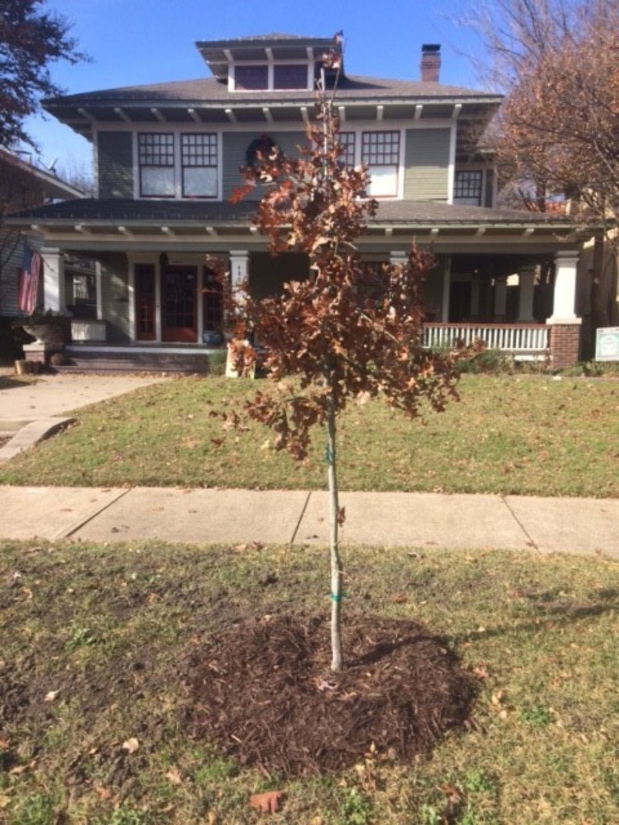 PresTreeServ's tweet image. In case you missed it on our #treeblog: How to Care for Young Trees:
ow.ly/cxCk50xBjHR