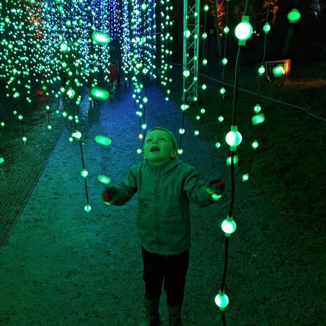 hccoates's tweet photo. Festive frosty evening #bedgebury #forestfun #christmaslights https://t.co/uZVtokxLEj https://t.co/wN6qBrEMHu