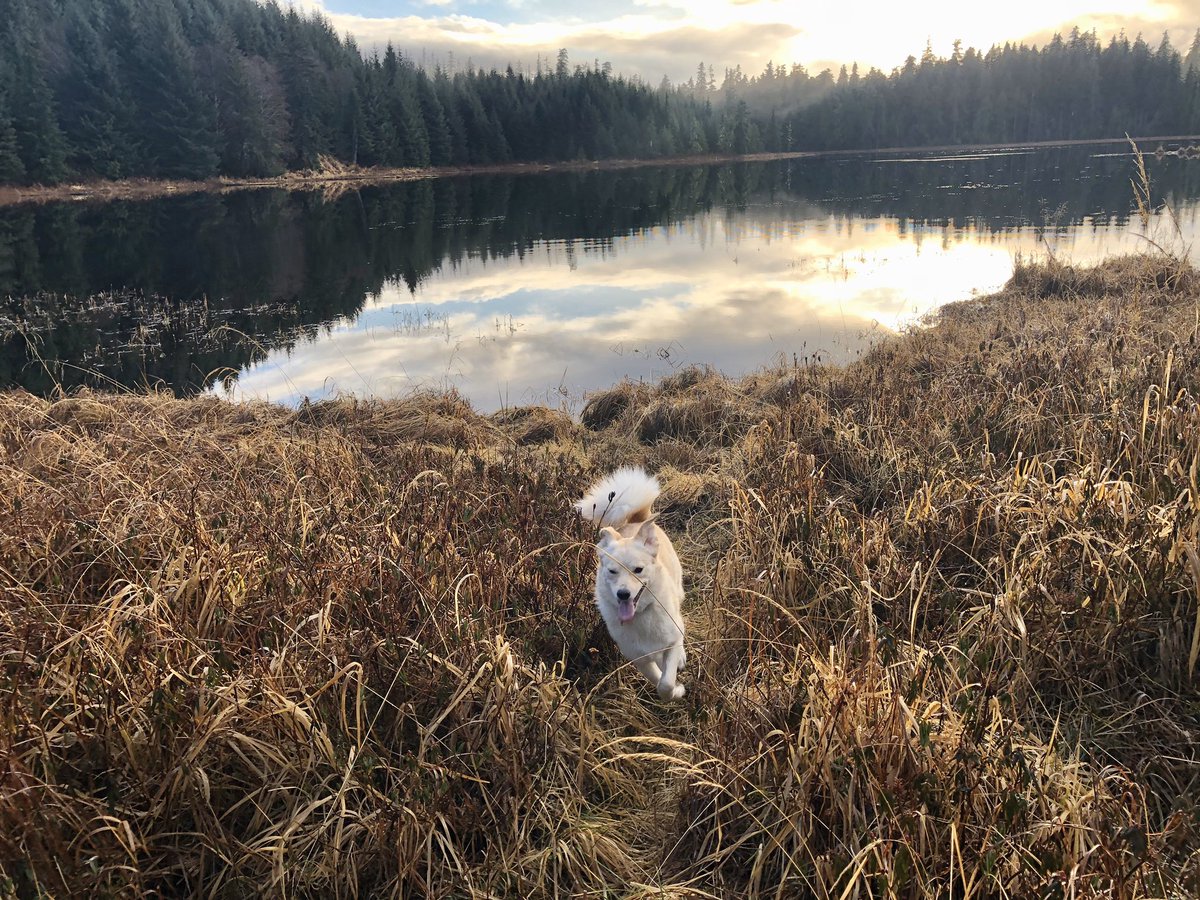 aksherrybecker's tweet photo. “Between every two pines is a doorway to a new world.” - John Muir #Sundays #Hiking #Explore https://t.co/LPsYyZbL42