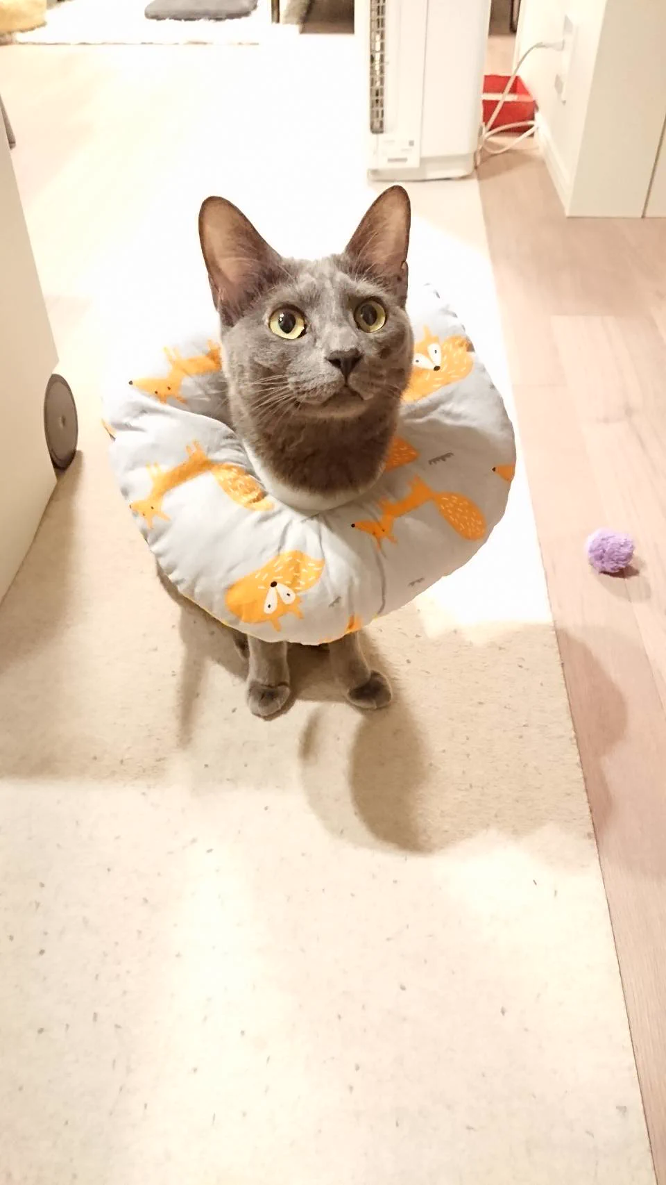 @moyashidayodayo 我が家のお猫様もこれでした
裏面もかわゆい 