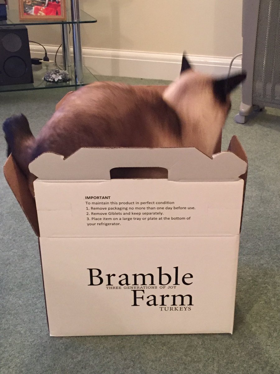 patcorrigan8's tweet photo. a Siamese turkey #Bramble Farm Turkeys # cat’s https://t.co/iVqQUB19Mi