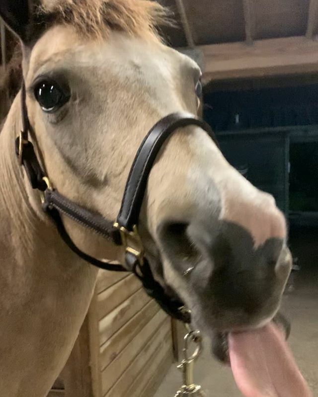 Kayla_Kirsch's tweet photo. Thinking about the beautiful Jeannie today. Baylee misses her. I couldn’t ask for a better personality in a pony. A true unicorn. 
#unicorn #pony #ponyjockey #hunterjumper #ponies #barnlife #horsemom #toddlerswhoride #littleequestrian #tonguesout #bucksk… https://t.co/WTeaBGMjxe https://t.co/yquArGM33J