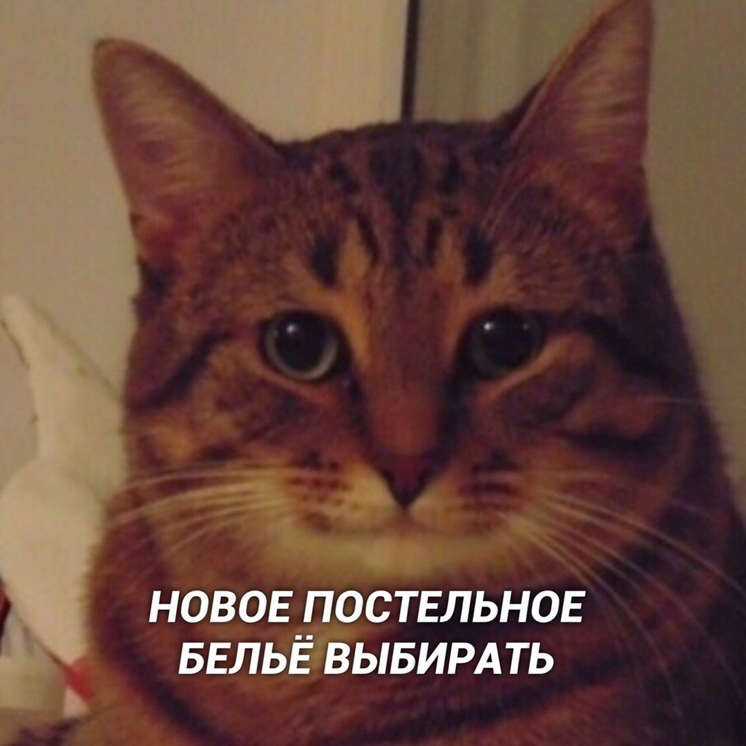 Yoghikitt's tweet photo. Слишком прекрасные комиксы про котов https://t.co/2X1VChGko4