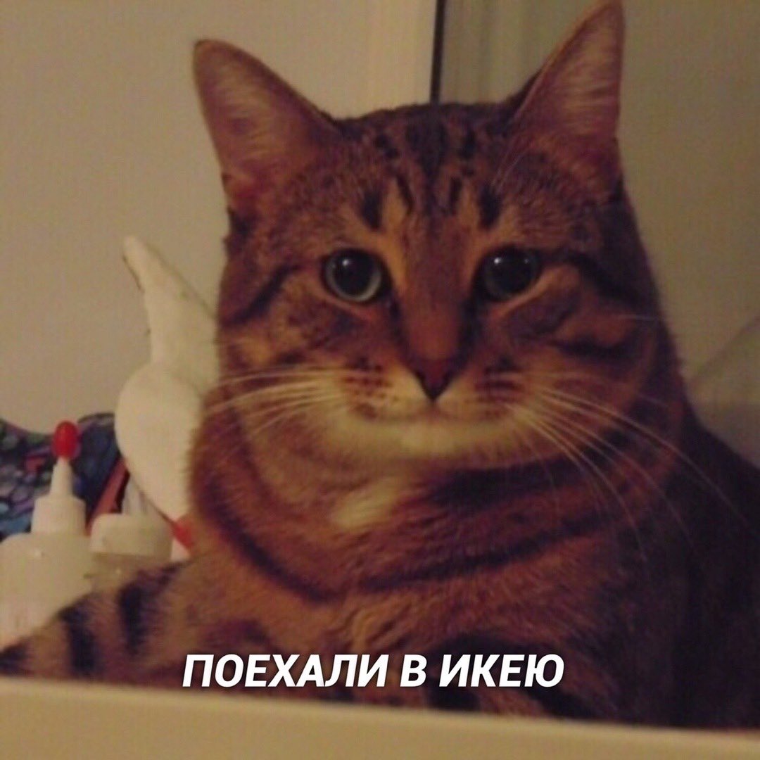 Yoghikitt's tweet photo. Слишком прекрасные комиксы про котов https://t.co/2X1VChGko4