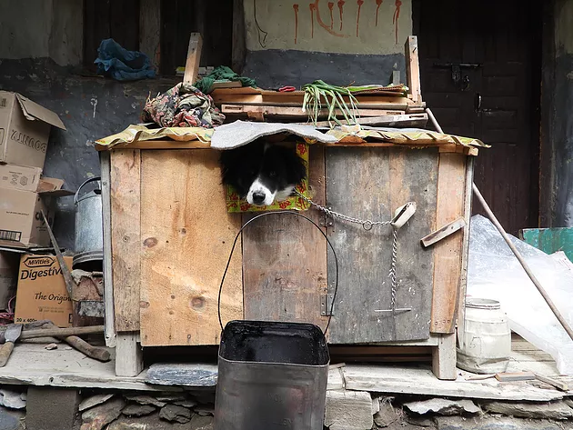 HimalayanMutts's tweet photo. When dogs bite or misbehave, they pay the harsh and hard price. Their owners are often helpless. Here's how we've saved some of them thanks to you 😊
https://t.co/1lDiRoVYys
#HimalayanMuttProject #Rabies #GARC #Nepal #Himalaya #dog #conservation #wildlife #DONATE https://t.co/QAfRsp9CZ3