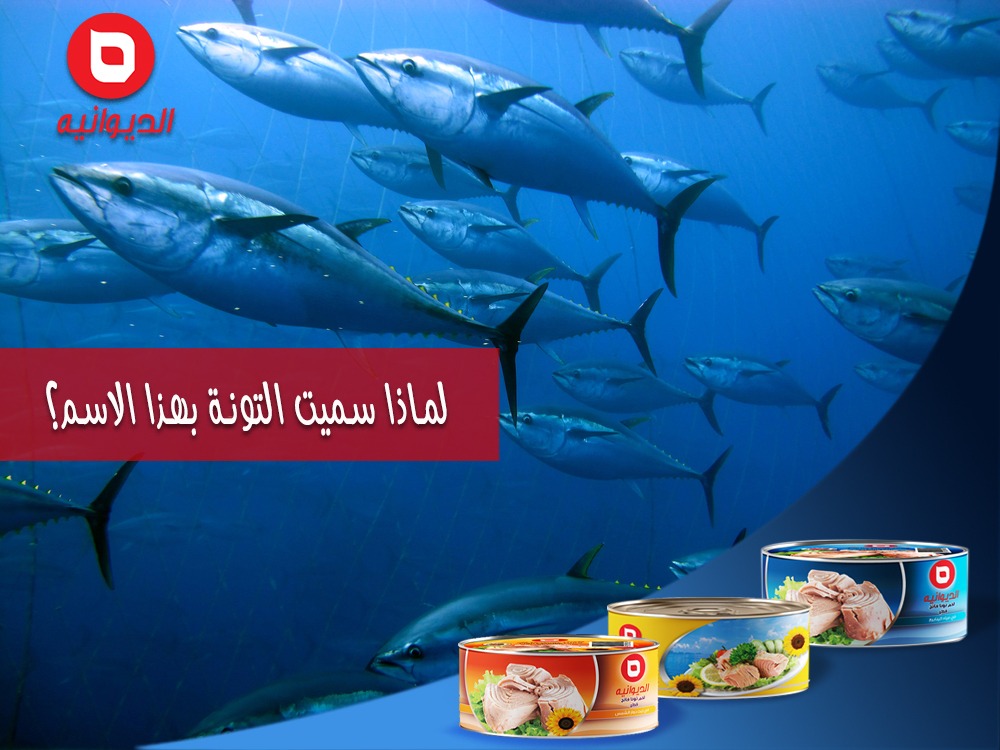 DewaniyaAl's tweet photo. نسبة الى اسم (تُنَّة) جنس السمك الذي يؤخذ منه 
تتميز (التُنّة) بأنها سباحة ماهرة وذات سرعة فائقة حيث انها تصل سرعتها الى 77 كيلومتر في الساعه 
ولحم التُنّة يتدرج ما بين الوردي الفاتح إلى الأحمر الغامق. 🐟

#الديوانية #الديوانية_منك_و_فيك
#الديوانية_سر_النكهةاللذيذة https://t.co/Q4xwzBGH0q