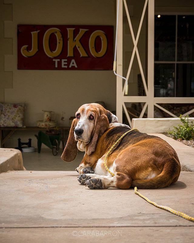 carabarron's tweet photo. “The Guardian of the Store”

If you head along the main street in Prince Albert (South Africa), there is a lovely country style shop with its very own guardian. The four legged kind. With those legendary ears and deep rumble (that only his mom could unde… https://t.co/732TJoEoRW https://t.co/HP1qcxJGm7
