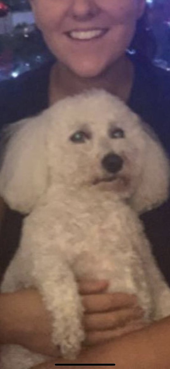 Connor7896's tweet photo. Id be raging if @allyree1 was my owner too x https://t.co/53vkQfnO4g