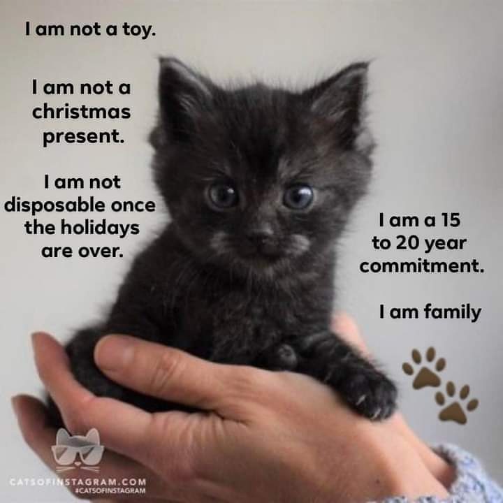 doggiewalkin's tweet photo. #truth #spayistheway #neuteriscuter #adoptdontshop #commitment #rescuesrock #canigetanamen https://t.co/nTogDofIJB