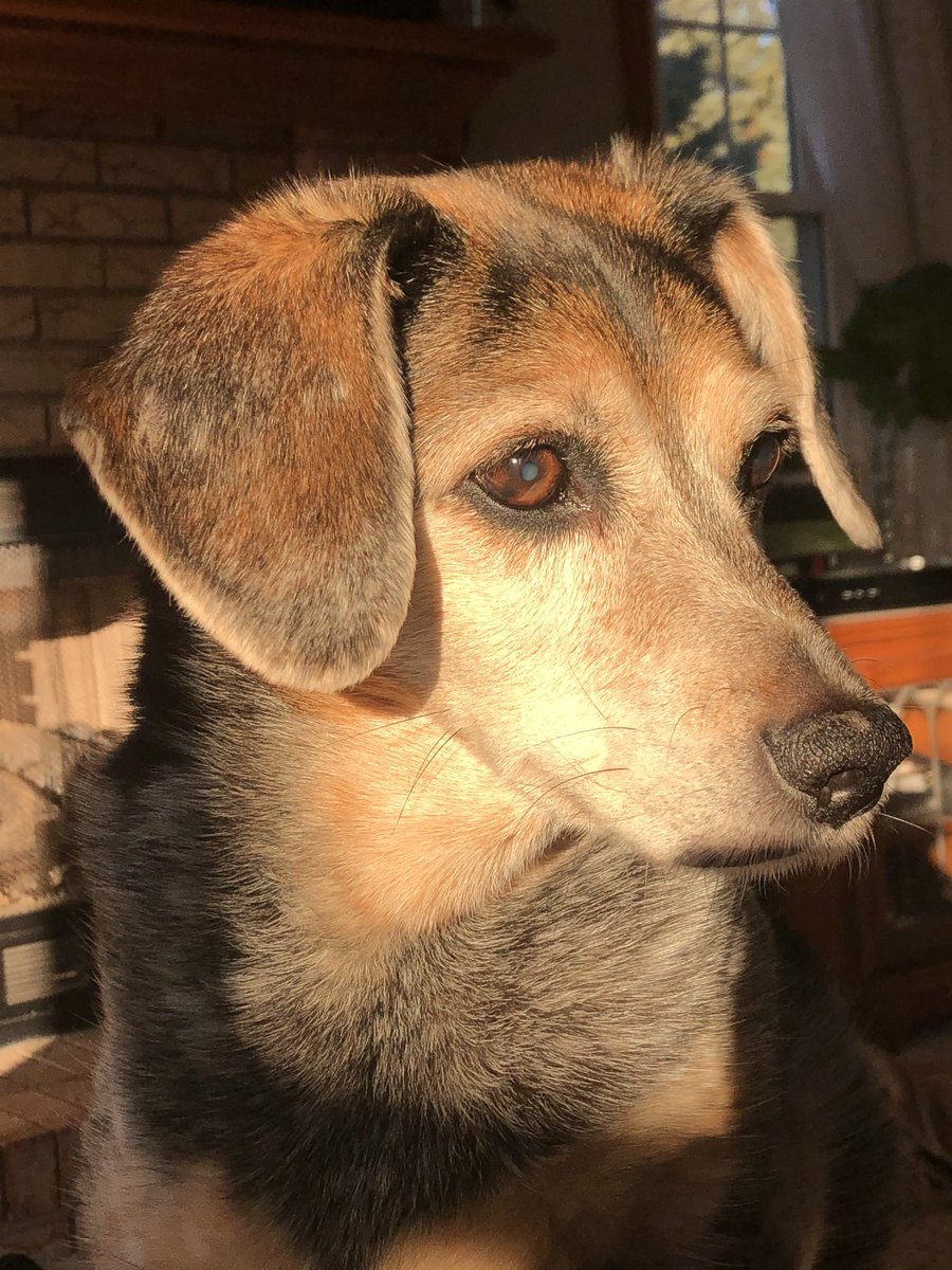 SMarofsky's tweet photo. Had say goodbye to my best friend after 15 years. I hope everyone can feel the type of love that I felt with Sydney in my life. Forever in my heart #dogsoftwitter #rainbowbridge https://t.co/yMTWcBZqzT