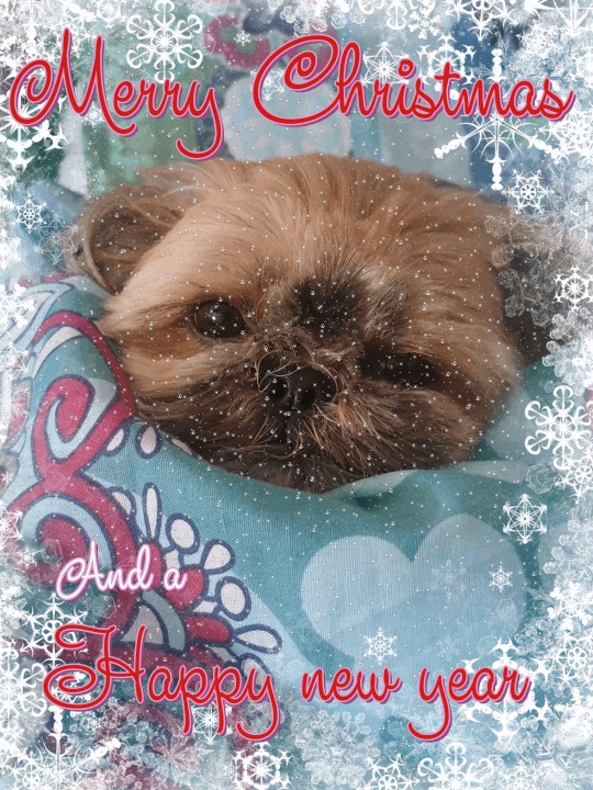 mzmuppet tweet picture