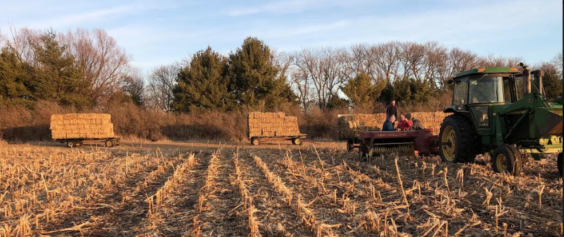 NevadaFFA's tweet photo. Madalyn Gibson helping father Adam bale small squares of cornstalks, Derrick Black helping also west of Fernald #farming #SupervisedAgExperience #NevadaCubPride https://t.co/EL47n0AzYw