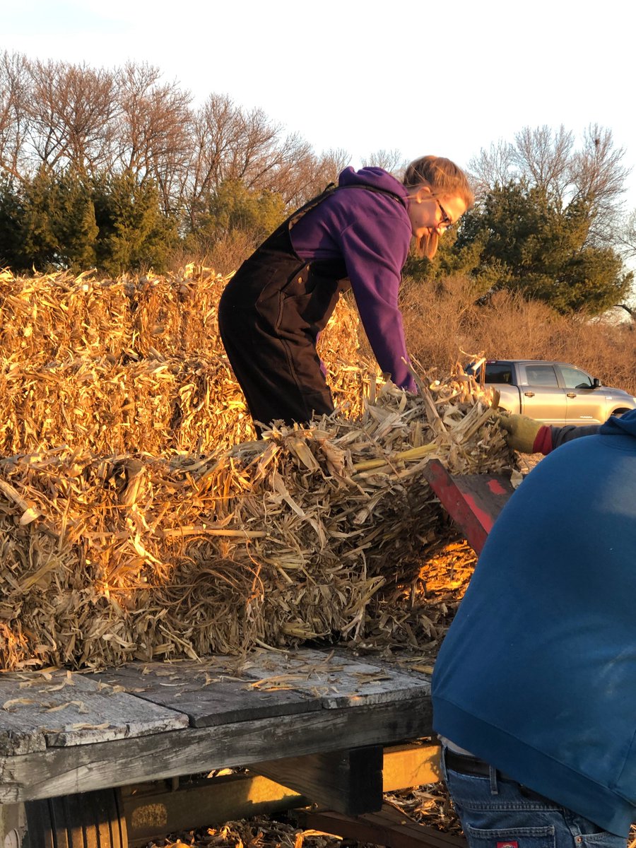 NevadaFFA's tweet photo. Madalyn Gibson helping father Adam bale small squares of cornstalks, Derrick Black helping also west of Fernald #farming #SupervisedAgExperience #NevadaCubPride https://t.co/EL47n0AzYw