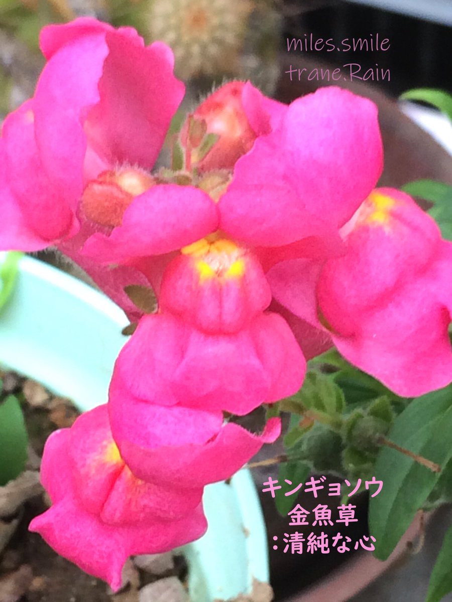 Miles スマイル 小暑 温風至 あさのいろ おはよう キンギョソウ 金魚草 清純な心 オオバコ科ウンラン属 1年草 ヨーロッパ 地中海沿岸原産 別名 リナリア 花期3 6月 秋播き 発芽は良いが 冬 春に出回る苗を育てる 寒さに強いと思われるが霜に