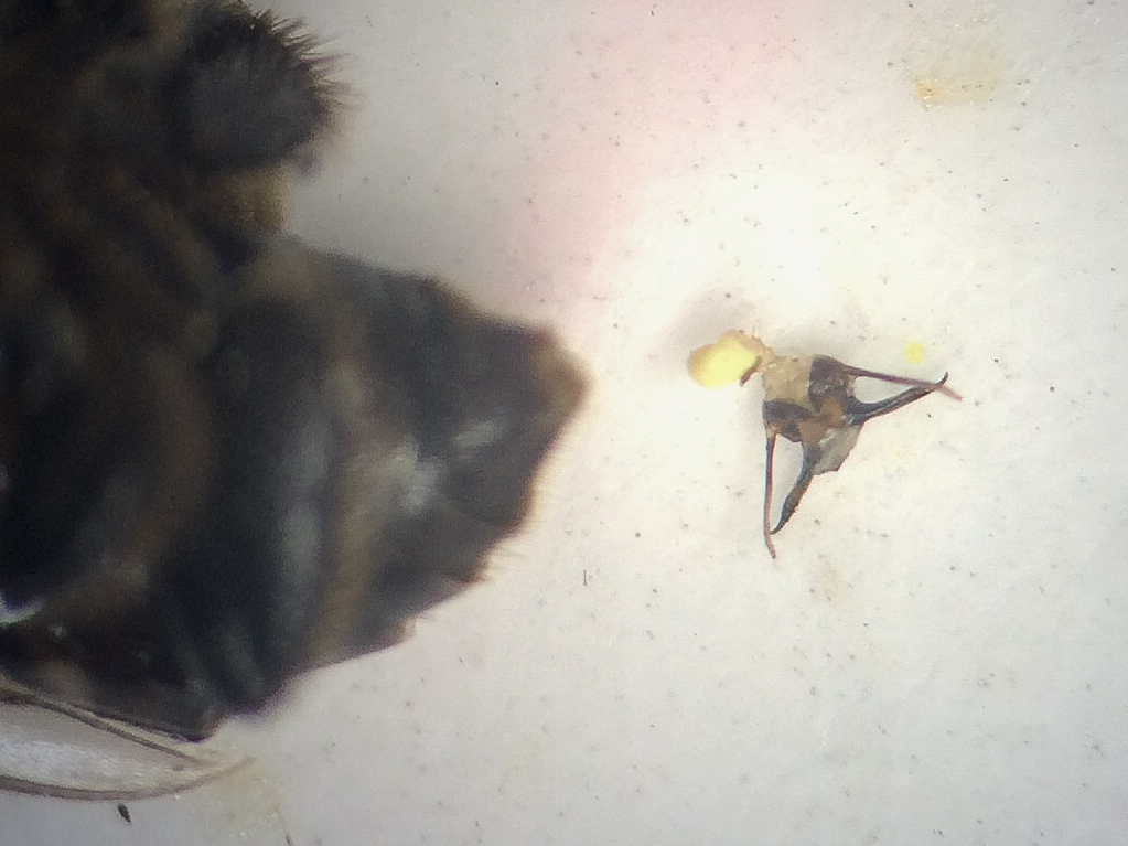 EcologyToby's tweet photo. My new publication out in @InsSociaux: 'Evidence for male genitalia detachment &amp; female mate choice in the Australian stingless bee Tetragonula carbonaria'. Key result: Males lose their man bits if they're lucky enough to get lucky... https://t.co/80yha6iOEr #bees #ozpollinators https://t.co/9oxUZrB4jL