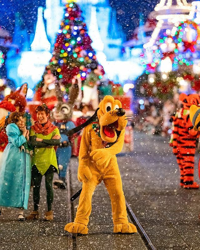 imaginography71's tweet photo. A Christmas Pupper #VeryMerry #MVMCP #MOUCP #Pluto #mickeysverymerrychristmasparty #DisneyHolidays #mickeysonceuponachristmastimeparade #wdw #waltdisneyworld #disneyworld #disneyphotography #disneyphoto #disneyparks #bestdayever #sonyalpha #bealpha #son… https://t.co/QiBAY0nHcX https://t.co/WwlJAlupiv