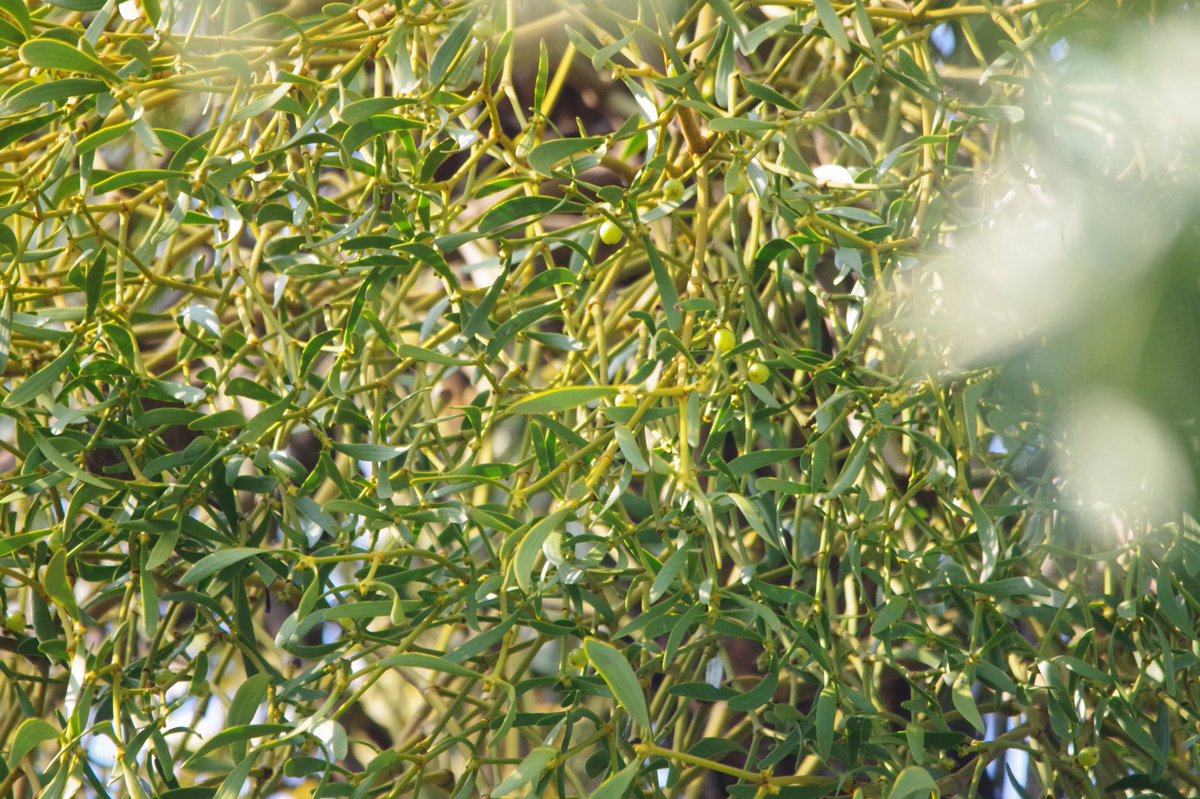 やまなしの木の上の方でこんもりしているのは寄生植物ヤドリギの皆さん。20年ほど前はひとりだけだったが、いつの間にか家族が増えていた。これは種子を含んだ鳥の糞が幹にべちゃっと張り付くことで版図を拡げるもので、ヤドリギの実はなかなか乙な味がする。ええ食べましたとも。十二月二十三日 