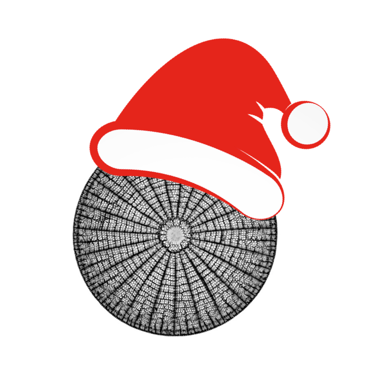 adrift_project's tweet photo. Merry Christmas from Adrift &amp; #microbemonday. As an epiphyte, Arachnoidiscus doesn't drift but stays put on its host &amp; lets nutrients come to it. Whether you'll be a drifter or an epiphyte these holidays, we wish you peace &amp; joy. Thank you for your contributions this year! https://t.co/xkbAdI9mZQ