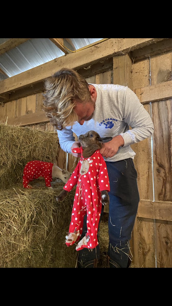 caleb_butt's tweet image. Goats have to be festive too right?