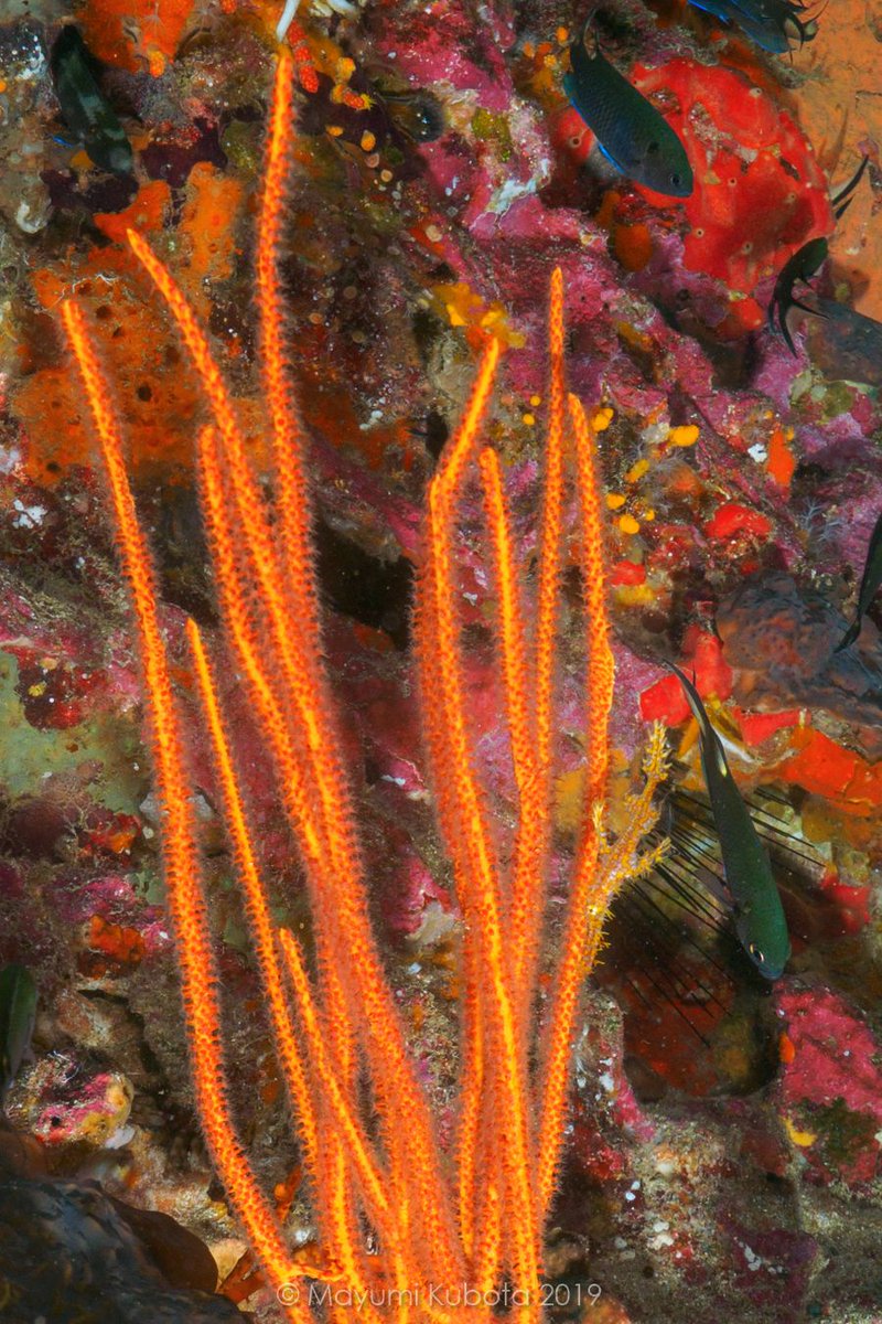 SimilanDiving's tweet photo. Can you spot a #GhostPipefish in this pic? 😉
at #RichelieuRock #Surin #Thailand

🛳️ aboard #DolphinQueen on 12th Dec. 2019 (DQ10)
📸 by Mayumi Kubota

#OrnateGhostpipefish #SolenostomusParadoxus #SimilanDivingSafaris
#Similan #KhaoLak #AndamanSea #wildlife #marinelife #nature https://t.co/37IIra13T9