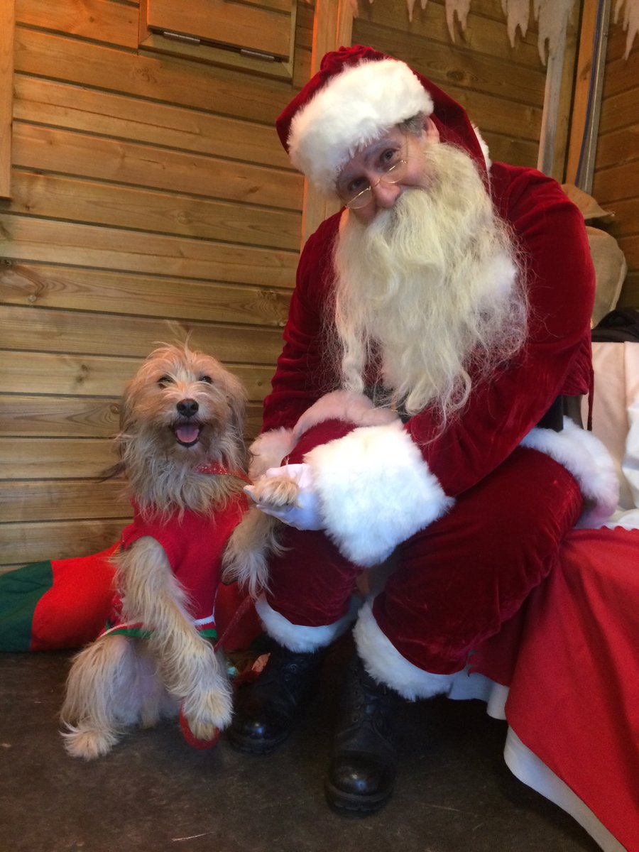 BeThatDog's tweet photo. All in Advent Window 23! https://t.co/DTpANXvXek https://t.co/uL6oHrUwGZ