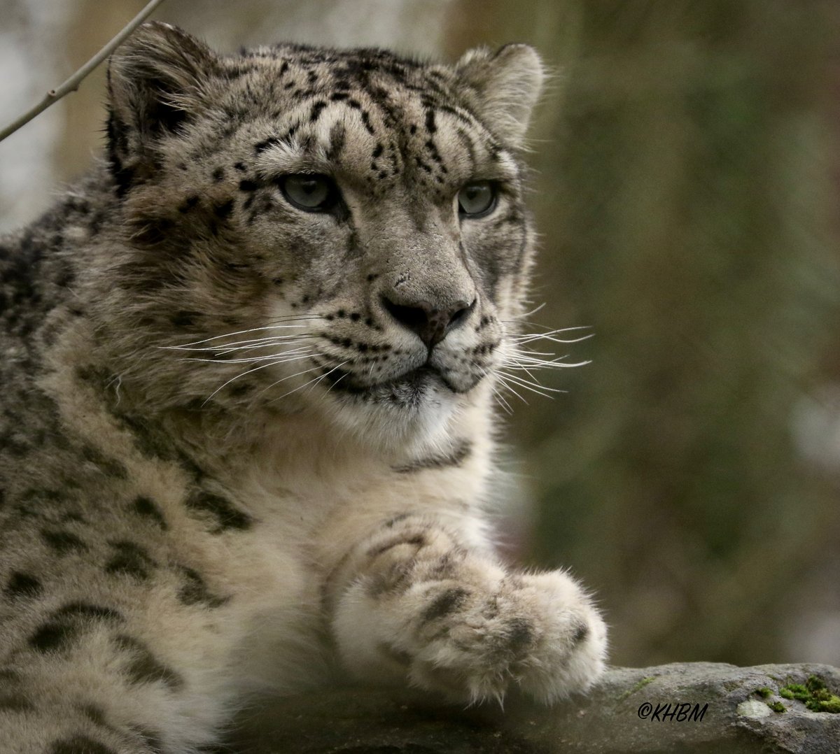 Mararda10's tweet photo. The magnificent Indeever, mate of Irina. @Marwellwildlife #SnowLeopard #snow #leopard #Panthera #uncia #Indeever #cat #BigCat #beautiful #magnificent #gorgeous #winter #December #MarwellZoo https://t.co/8oHaYhuSNg