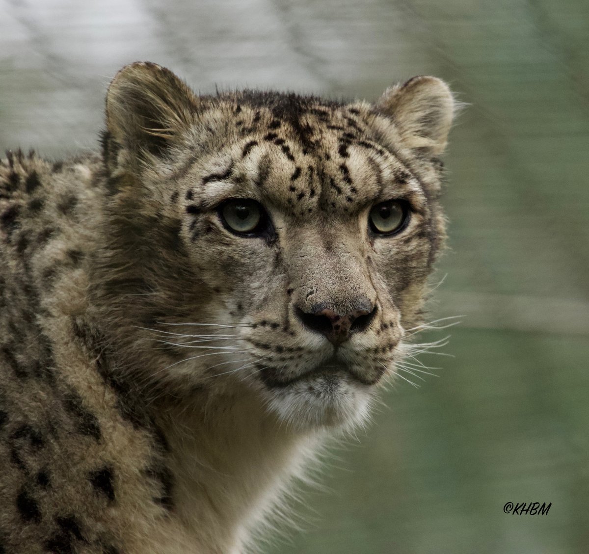 Mararda10's tweet photo. The magnificent Indeever, mate of Irina. @Marwellwildlife #SnowLeopard #snow #leopard #Panthera #uncia #Indeever #cat #BigCat #beautiful #magnificent #gorgeous #winter #December #MarwellZoo https://t.co/8oHaYhuSNg