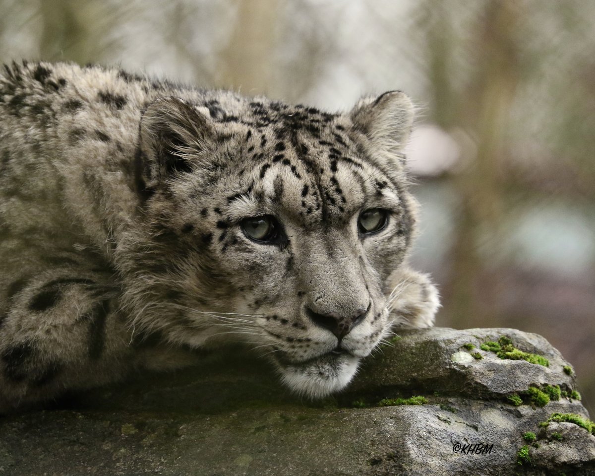 Mararda10's tweet photo. The magnificent Indeever, mate of Irina. @Marwellwildlife #SnowLeopard #snow #leopard #Panthera #uncia #Indeever #cat #BigCat #beautiful #magnificent #gorgeous #winter #December #MarwellZoo https://t.co/8oHaYhuSNg