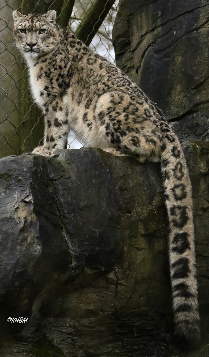 Mararda10's tweet photo. The magnificent Indeever, mate of Irina. @Marwellwildlife #SnowLeopard #snow #leopard #Panthera #uncia #Indeever #cat #BigCat #beautiful #magnificent #gorgeous #winter #December #MarwellZoo https://t.co/8oHaYhuSNg