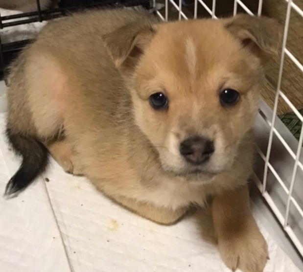 画像 雑種 犬 子犬 250156雑種 犬 子犬 里親 募集