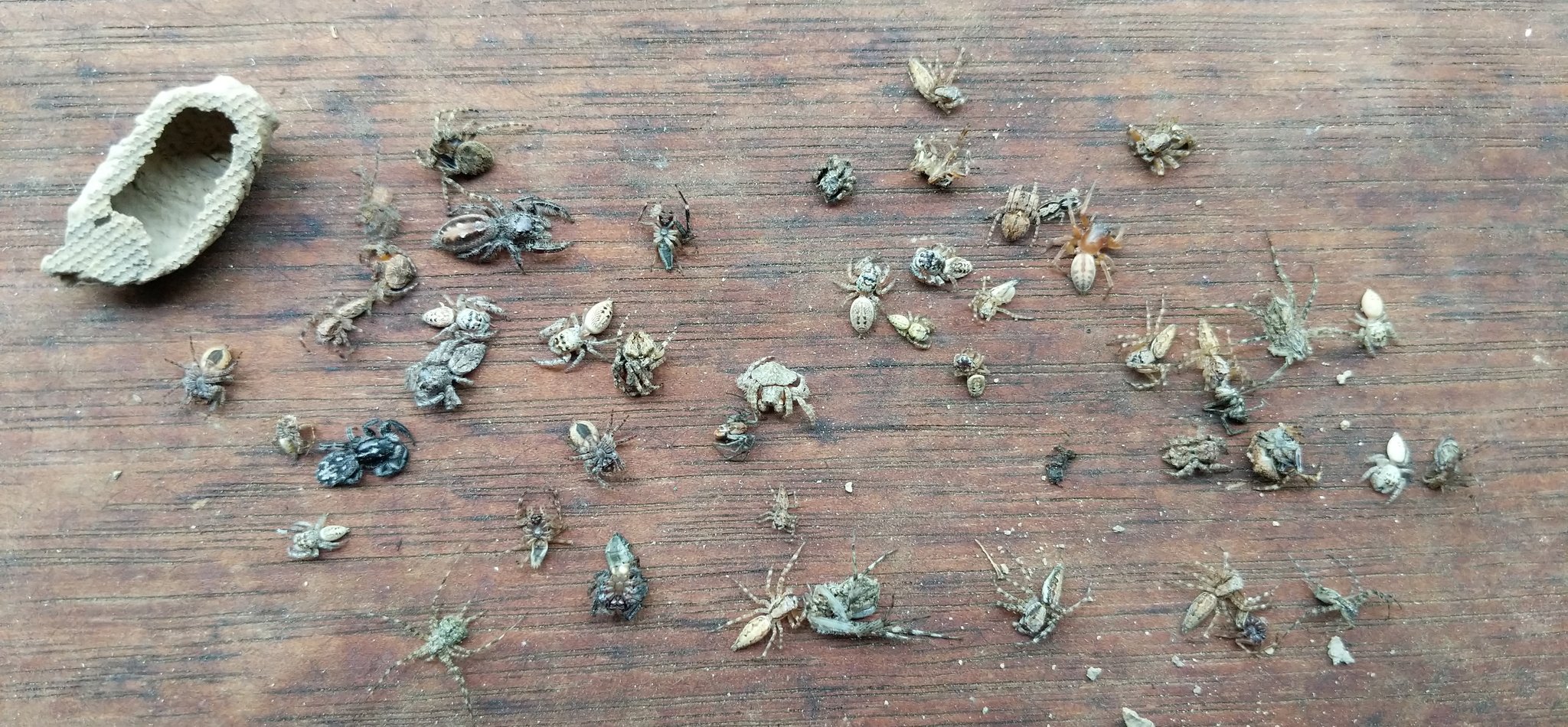 Mud 2024 wasp nest