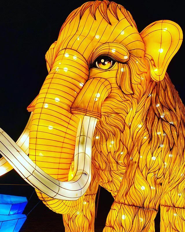 raleighwhatsup's tweet photo. | EXPLORE | only a few weeks left to catch the amazing @ncchineselanternfestival @booth_amp ~ runs through Jan 12, bundle up, itβs a fun night out for the family! #boothamp #exploreraleigh #ncchineselanternfestival #visitraleigh #outaboutnc https://t.co/oGO2vRNni3 https://t.co/YRHmUP0jUY