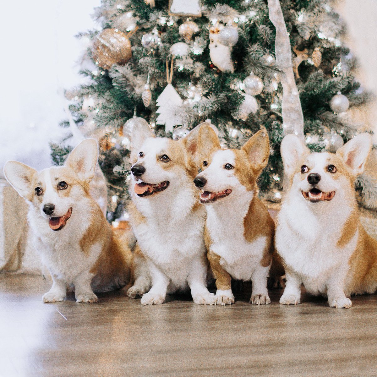 willothecorgi's tweet photo. Which one do you think made the naughty list? https://t.co/74NfonDnNu