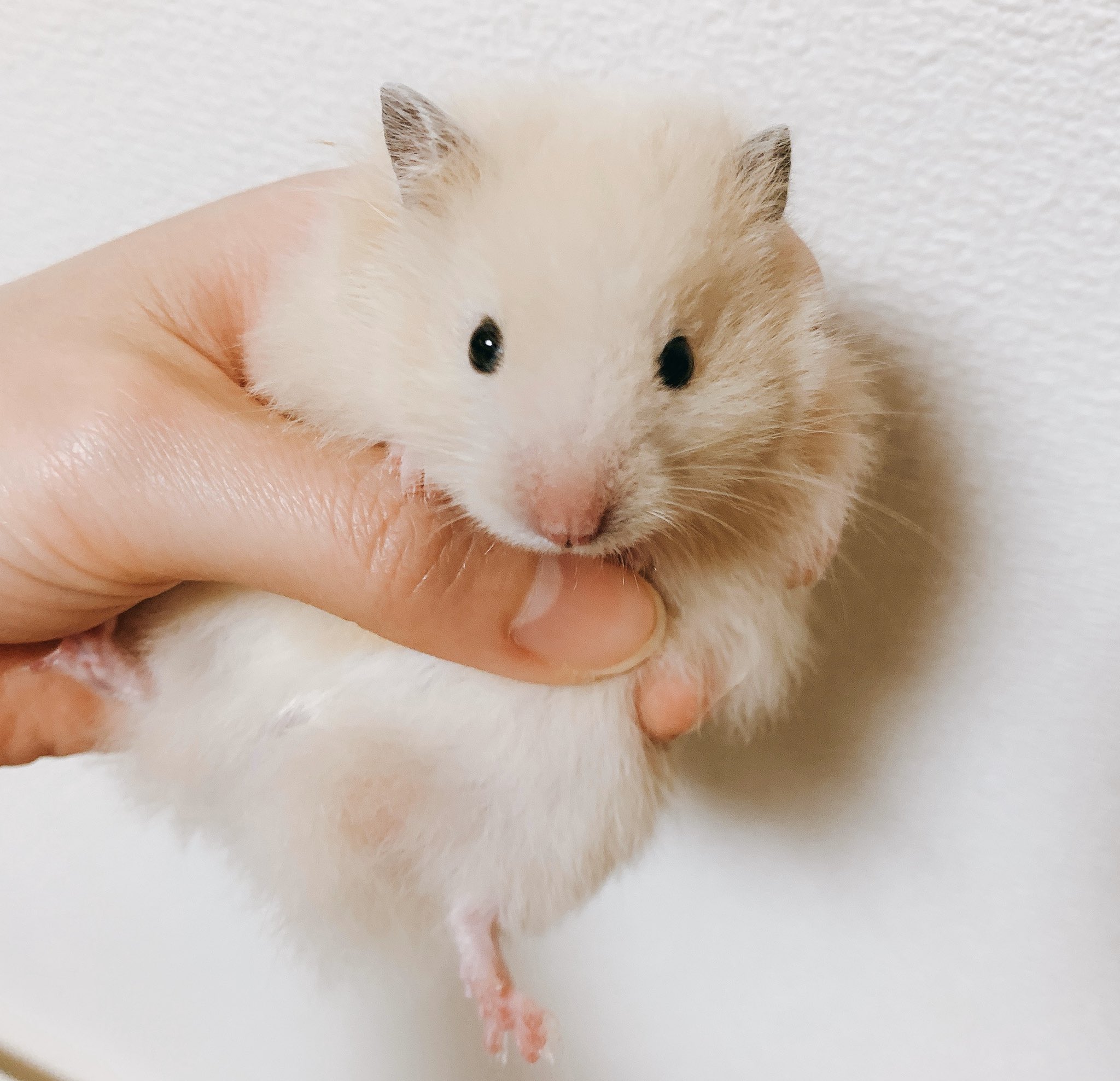 キンクマ長毛 Twitter Search Twitter
