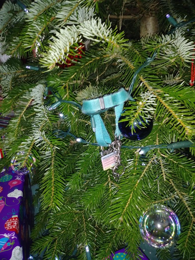 Now, Harper. How did that get in the tree?