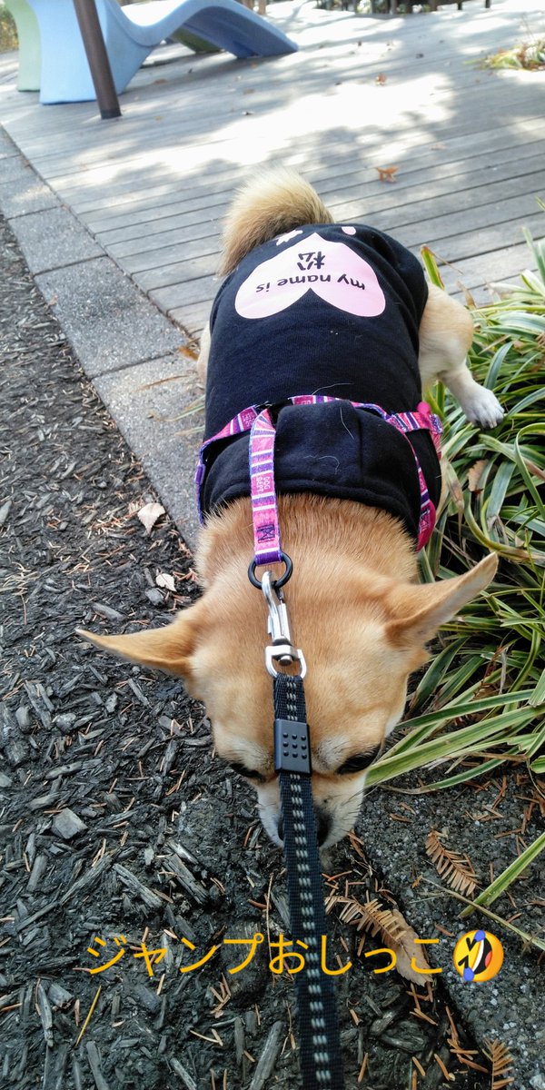 逆立ちおしっこ Twitter Search