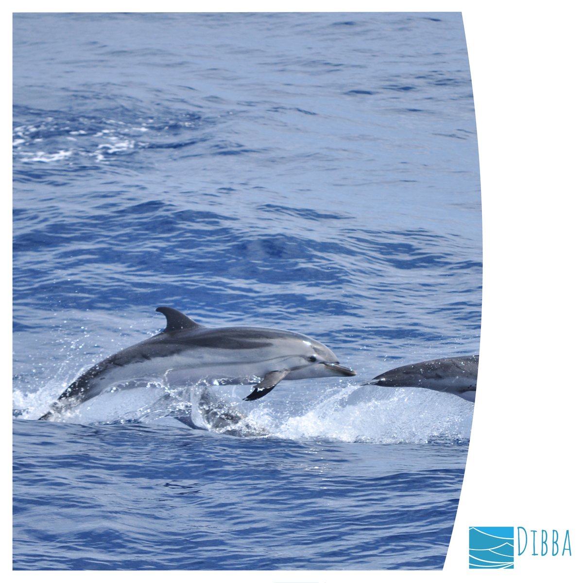 DibbaBeachR's tweet photo. تشارك مع الطبيعة معاني الحب العميق⁣
🐬🐬⁣
Share with nature the meaning of deep love.⁣

0096826836654⁣⁣
https://t.co/92bQnlOCkd⁣⁣
⁣⁣ https://t.co/idpARtowJd
