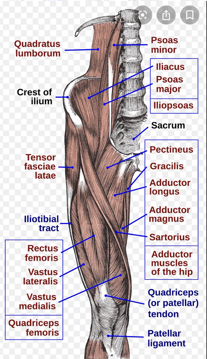 branches of the plexus lumbalis and the Nervus femoralis. The muscle is devided into a Musculus iliacus, M. Psoas major and minor. Phew that was probably a lot medical terms to take in, especially the terms of body movement. Hope yall enjoyed it tho & feel free to ask anything
